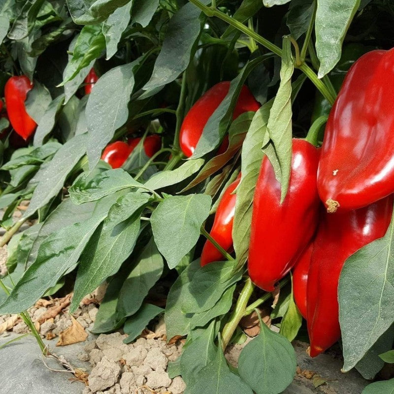 Paprika Rog crvena kg