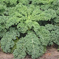Kelj kovrčavi kom (250 g)