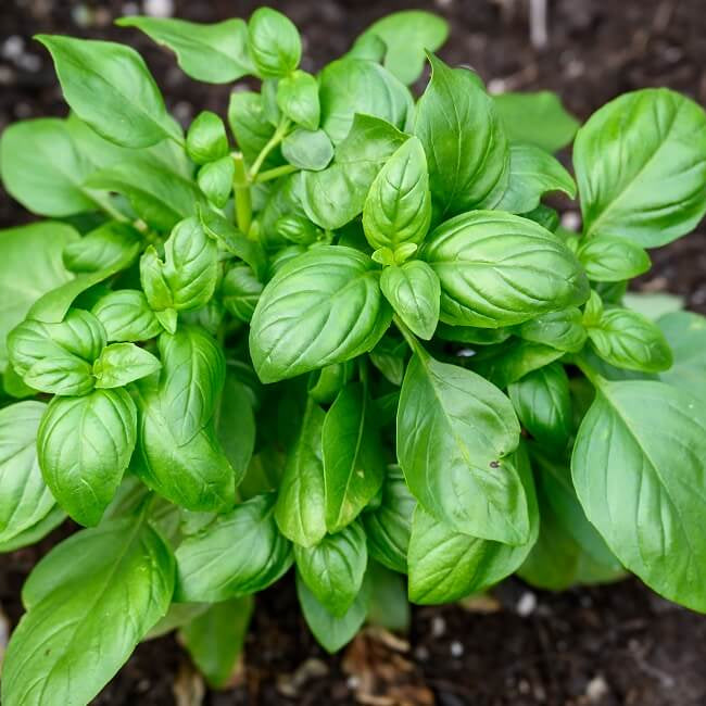 Bosiljak kom  (50 g)