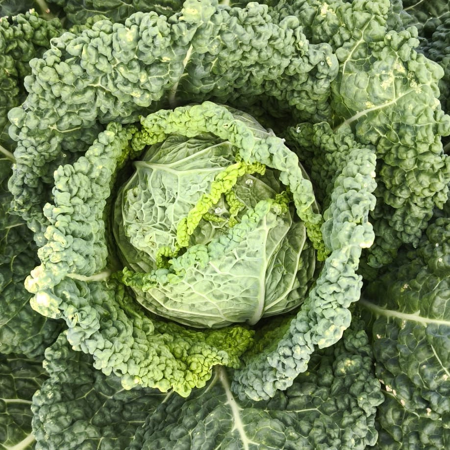 Kelj kg