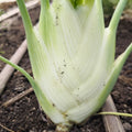 Komorač kg