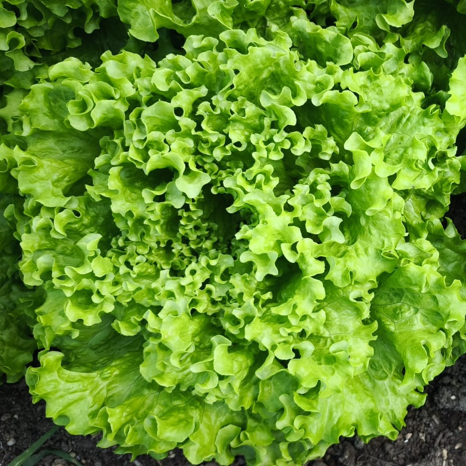 Salata kristal kg