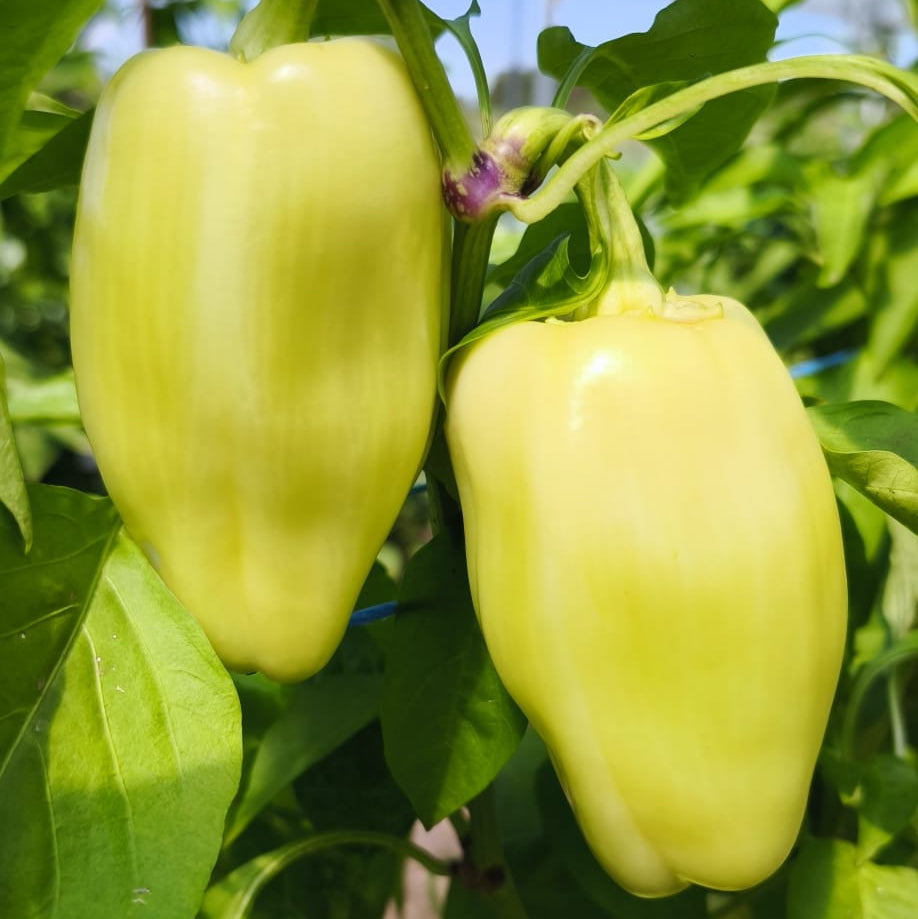 Paprika Babura kg