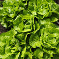 Salata Salanova kom (200g)