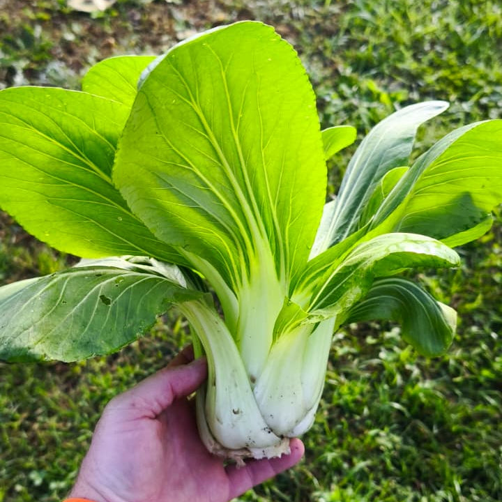 Pak choi kg