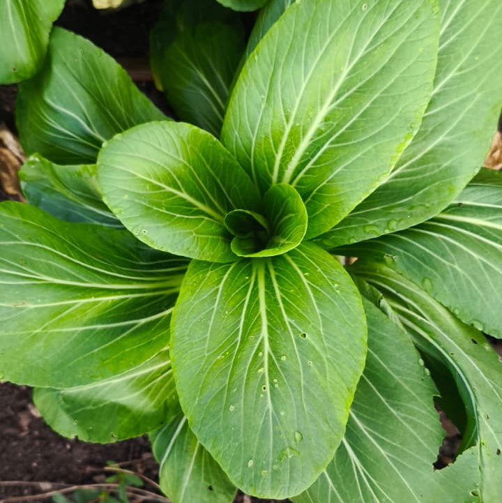 Pak choi kg