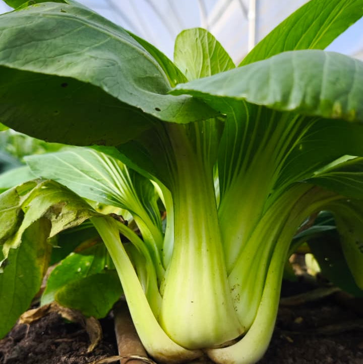 Pak choi kg