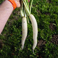 Daikon bijela rotkva kg