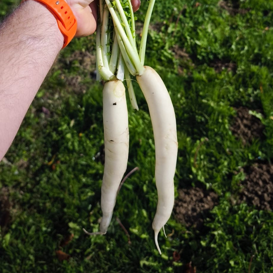 Daikon bijela rotkva kg