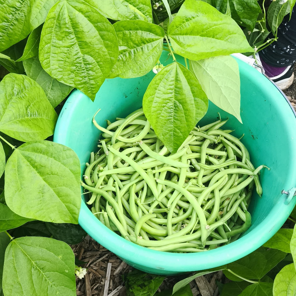 Mahuna zelena kg