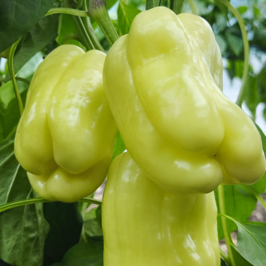 Paprika Babura kg