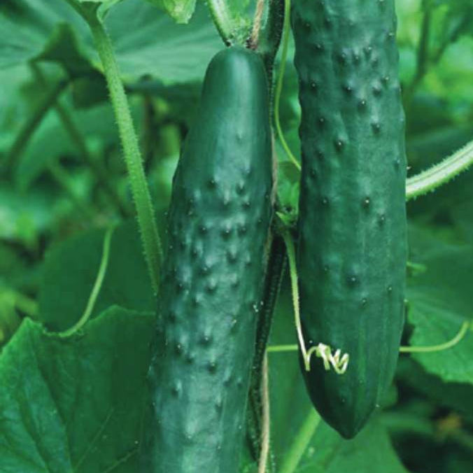 Krastavac salatni kg