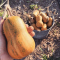Tikva butternut (puter) kg