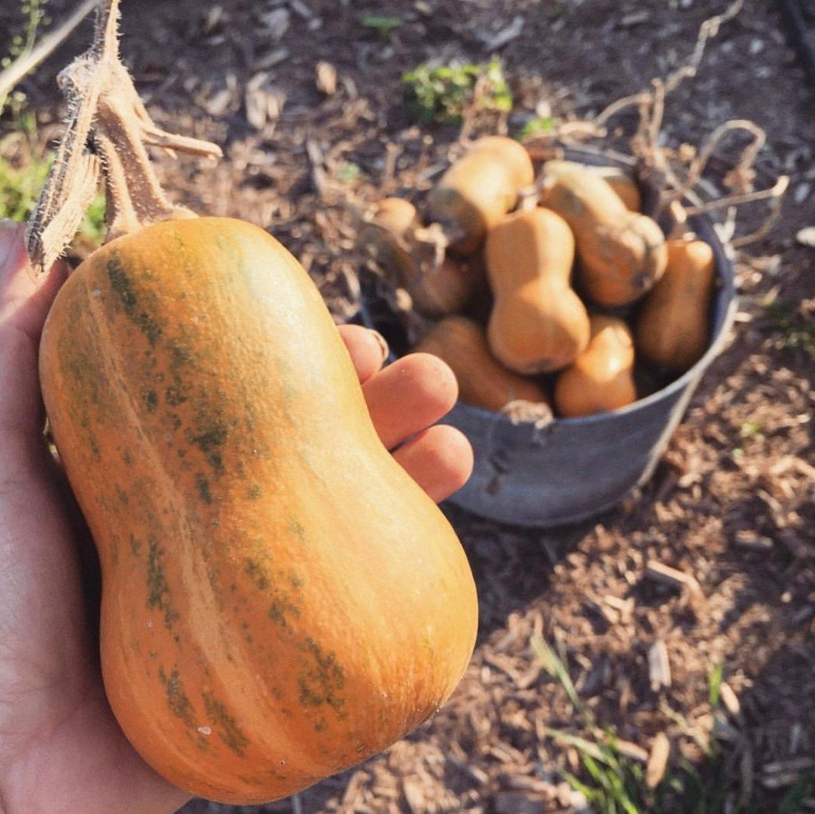 Tikva butternut (puter) kg